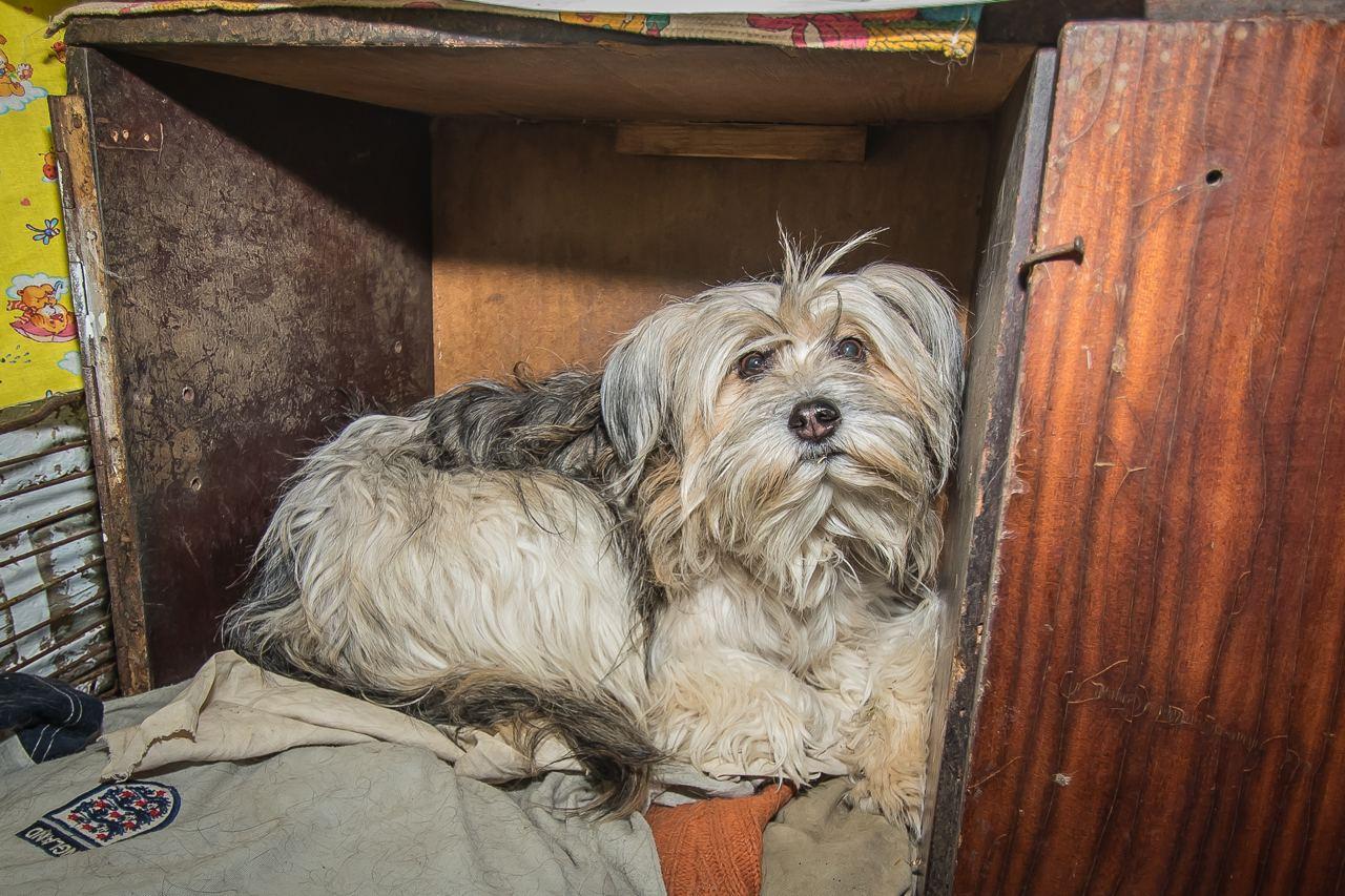 Фото «Я без них умру, и они без меня тоже»: водитель-телохранитель из Новосибирска превратила свой дом в будку для 22 собак 9